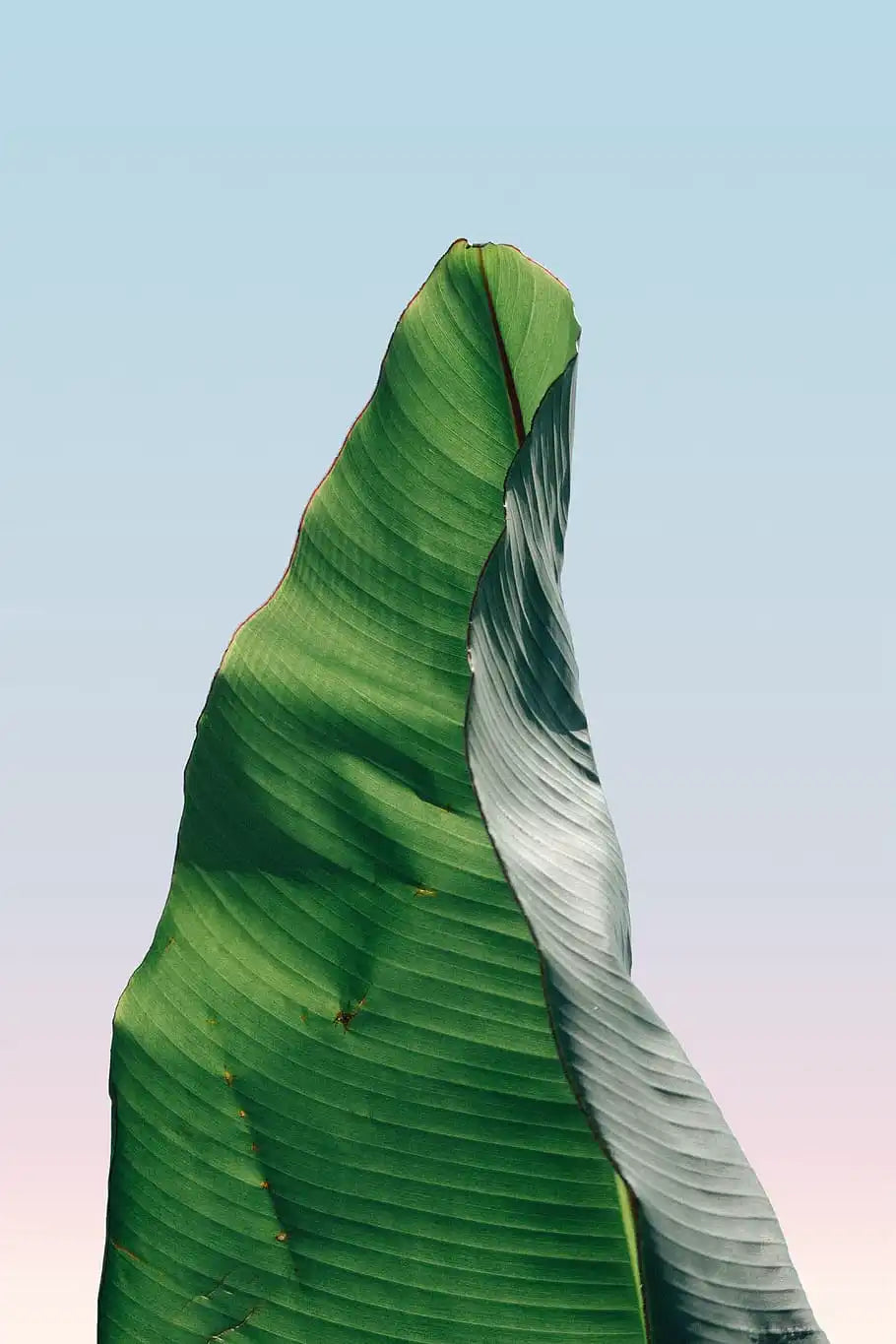 Banana Leaves and Carbon Footprints: Translating Farm Wisdom to Modern Sustainable Style - THE MRCH MUSE